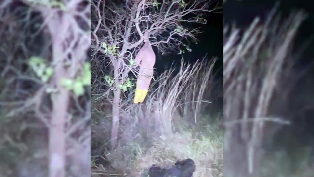 Boneco pendurado em árvore assusta motoristas e mobiliza Corpo de Bombeiros