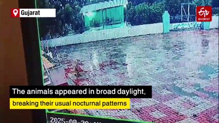 Gujarat: Lions Roam Patapur Village In Broad Daylight, Sparking Panic Amid Heavy Rains