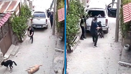 Bolu'da köpekleri bayıltıp aracın kasasına fırlattılar; o anlar kamerada