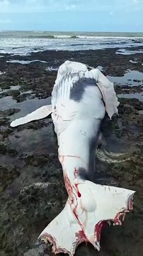 Filho de baleia é encalha morto com mordidas de Tubarão, em Alagoas