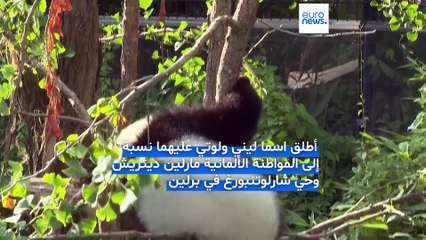 أحدث توأم باندا في برلين.. ليني ولوتي يحتفلان بعيد ميلادهما الأول