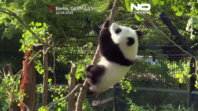 Les pandas jumeaux Leni et Lotti du zoo de Berlin célèbrent leur premier anniversaire