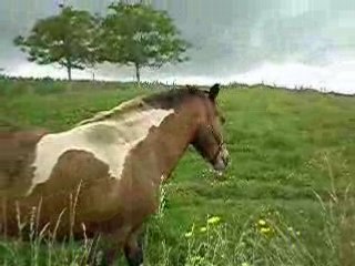 Camille, moi et les chevaux