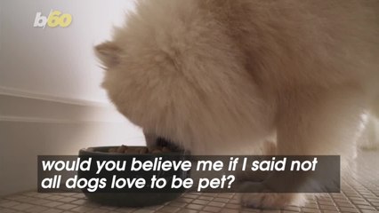 Signs Your Dog Doesn’t Want to Be Pet 🐶