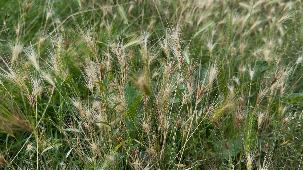 Rainham dog owners hit with huge vet bills after ‘dangerous grass’ found in Medway Council-managed park