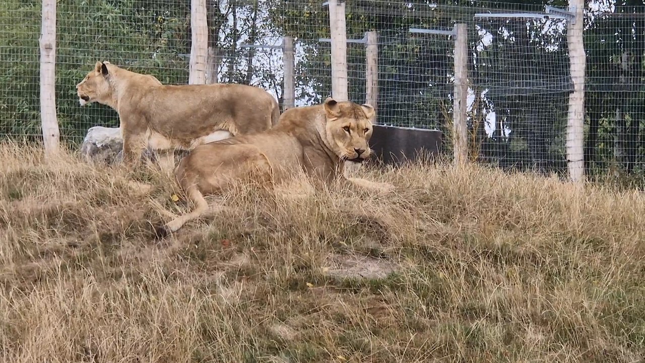 Noah’s Ark Zoo Farm celebrates a major milestone with the unveiling of their modernised habitats for lions
