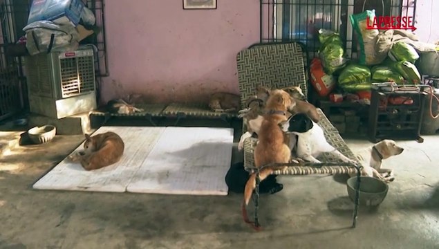 Corte suprema ordina rilascio cani randagi rimossi dalle strade di New Delhi