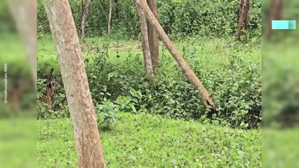 Intense Wild Tiger Hunt