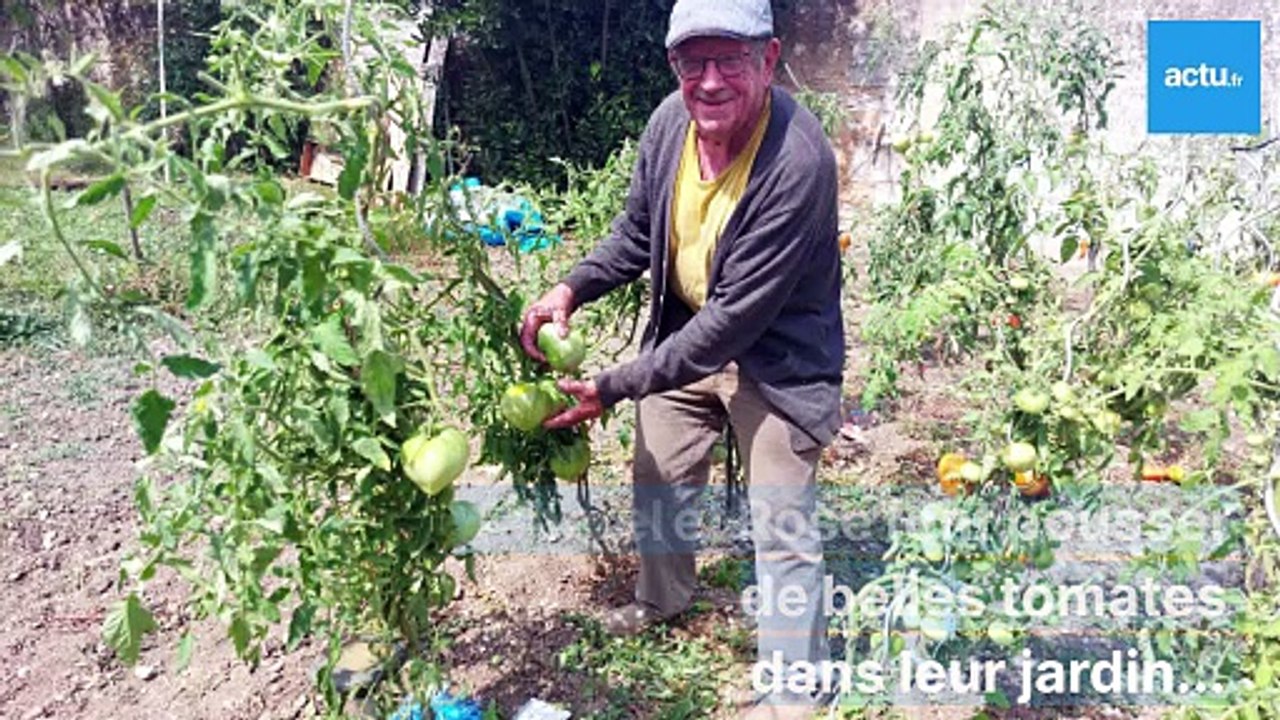 A peine mûres, les tomates de Rose et Marcel pèsent déjà près d'un kilo