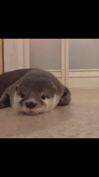 Graban a una nutria desorientada en una casa y todos se fijan en lo mismo: El estornudo más tierno que verás hoy