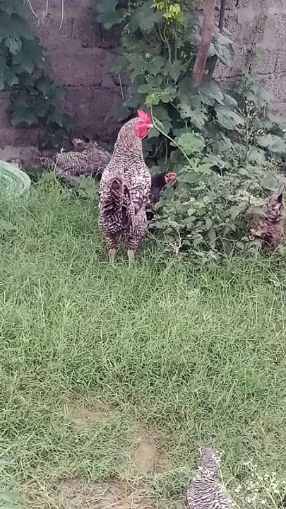 Hens and Roster: Sunny Days #animals #roster