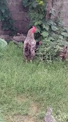 Hens and Roster: Sunny Days #animals #roster