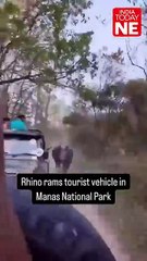Rhino charges at tourist vehicle