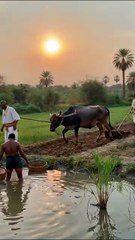 Breve Historia de una Civilización Antigua.