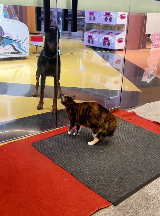 Scared cat