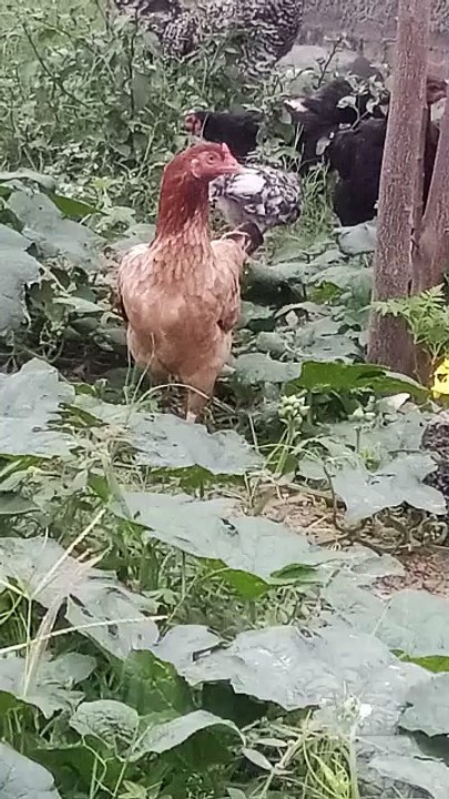 Feathers and Fun: Chicken Play #birds #video