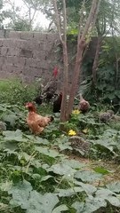 Roster Family's Backyard Fun #roster #animals