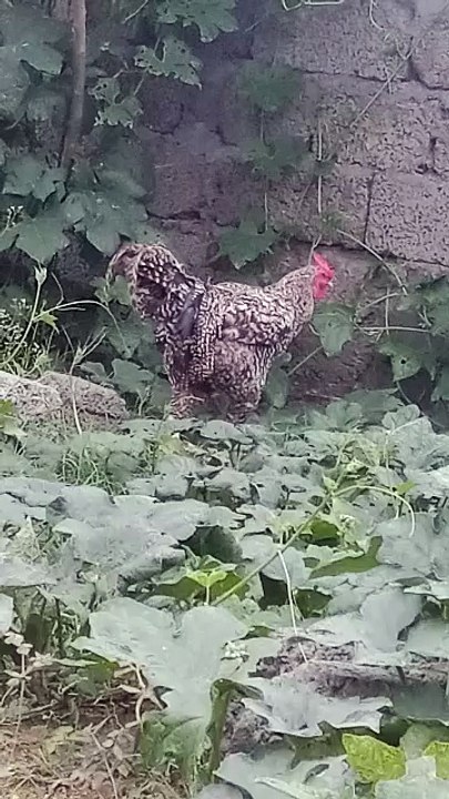 The Coop Life: Chicken Family #roster #animals