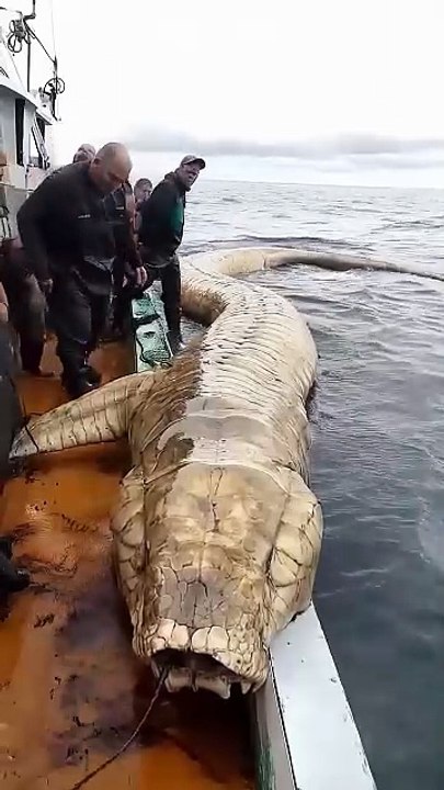 Giant Mysterious Sea Creatures You Won't Believe Exist Giant waves and ships at the North Sea #northsea #ship #waves