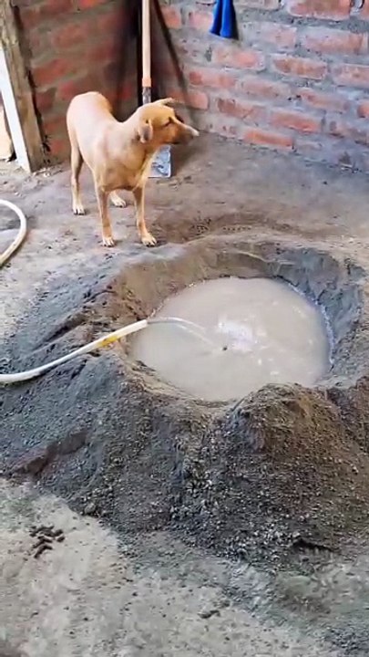Trabajando para comprar pollito 🐕✨