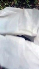 HERMOSA CULEBRA DE MAMA TINGO DE YAMSSA PROVINCIA MONTE PLATA REPUBLICA DOMINIVANA