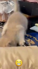 🐱_Funny_cat_videos___cute_cats___Try_not_to_laugh___Cat_videos_Compilation_#shorts__🐈(360p)