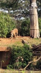 Os animais mais fofos do mundo N•229