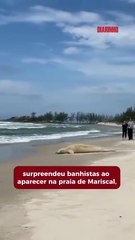 Foca-caranguejeira, espécie rara no Brasil, aparece em Bombinhas