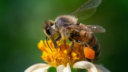 El superalimento que podría salvar a las abejas de su desaparición, según científicos
