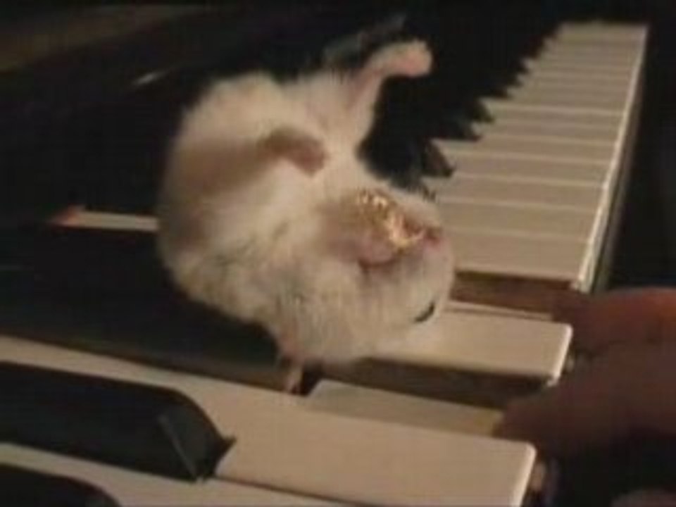 ! Hamster piano and pop corn - Criceto e popcorn!!!