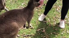 Australian kangaroos 🦘