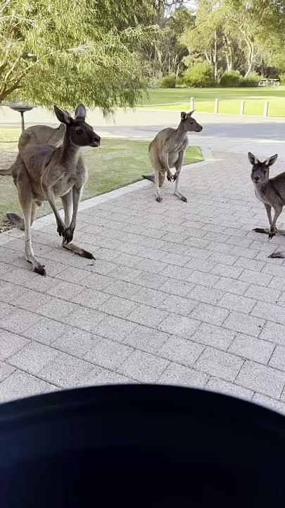 Australian kangaroo 🦘