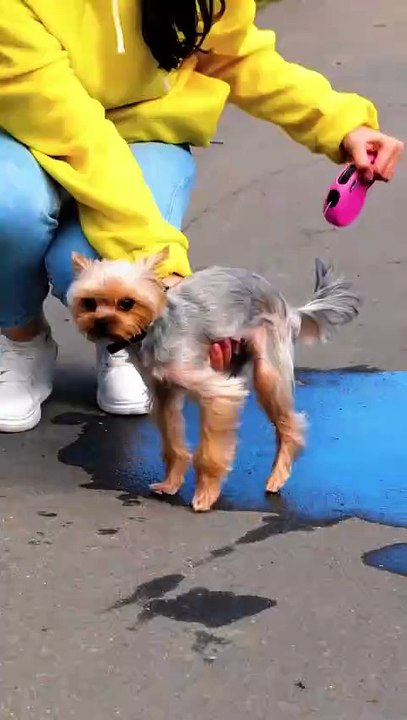 This Gadget Solves the Muddiest Problem 🐕🛁