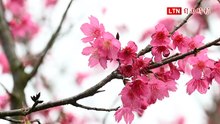 圖輯》陽明山花季今開幕  花鐘旁櫻花開滿近五成