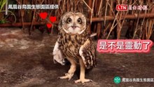 眼神給出去！鳳凰谷短耳鴞明眸大眼「神還原」網紅靈動Ｘ型