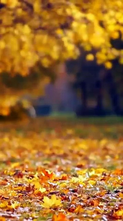 Forêt Dorée Apaisante – Relaxation Profonde avec Musique Calme et Nature