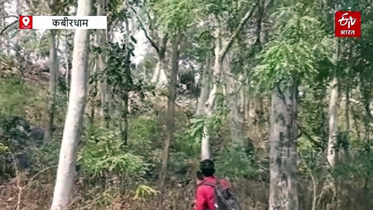 भोरमदेव अभयारण्य में लोनर हाथी ने बढ़ाई चिंता, झुंड से बिछड़कर आबादी के करीब पहुंचा
