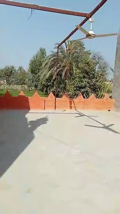 Dog hunt