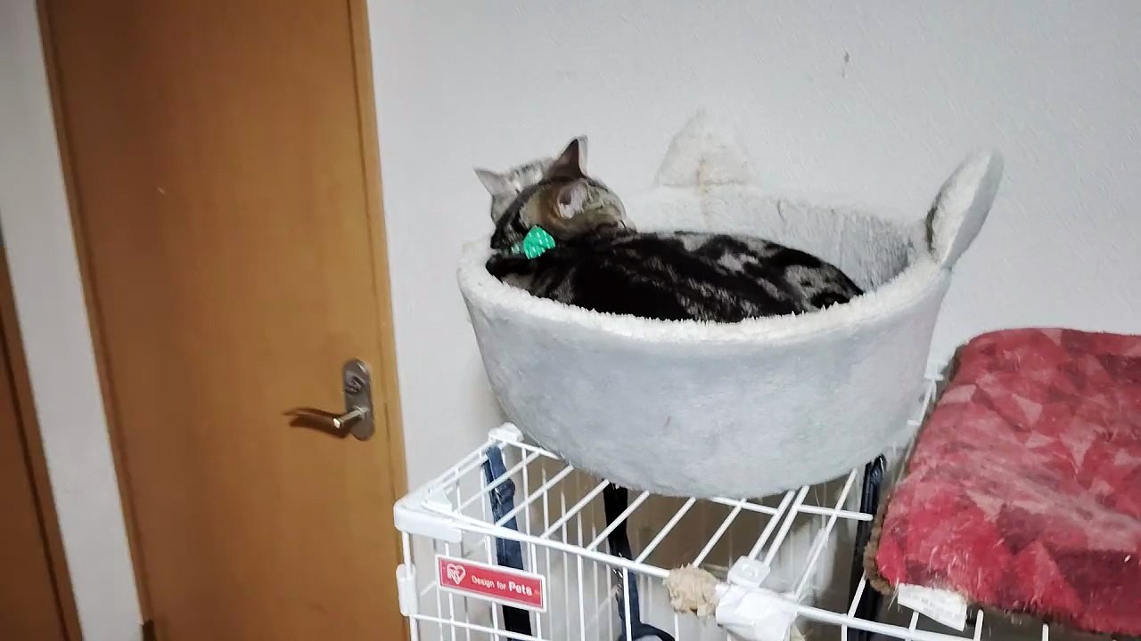 ココアを舐めるシフォン