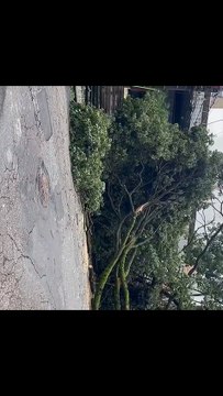 Árvore de grande porte cai e interdita rua no Centro-Sul de BH