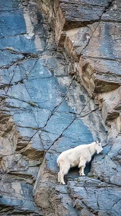 The Goat That Walks on Walls 😱 #facts #shorts #viral #animals