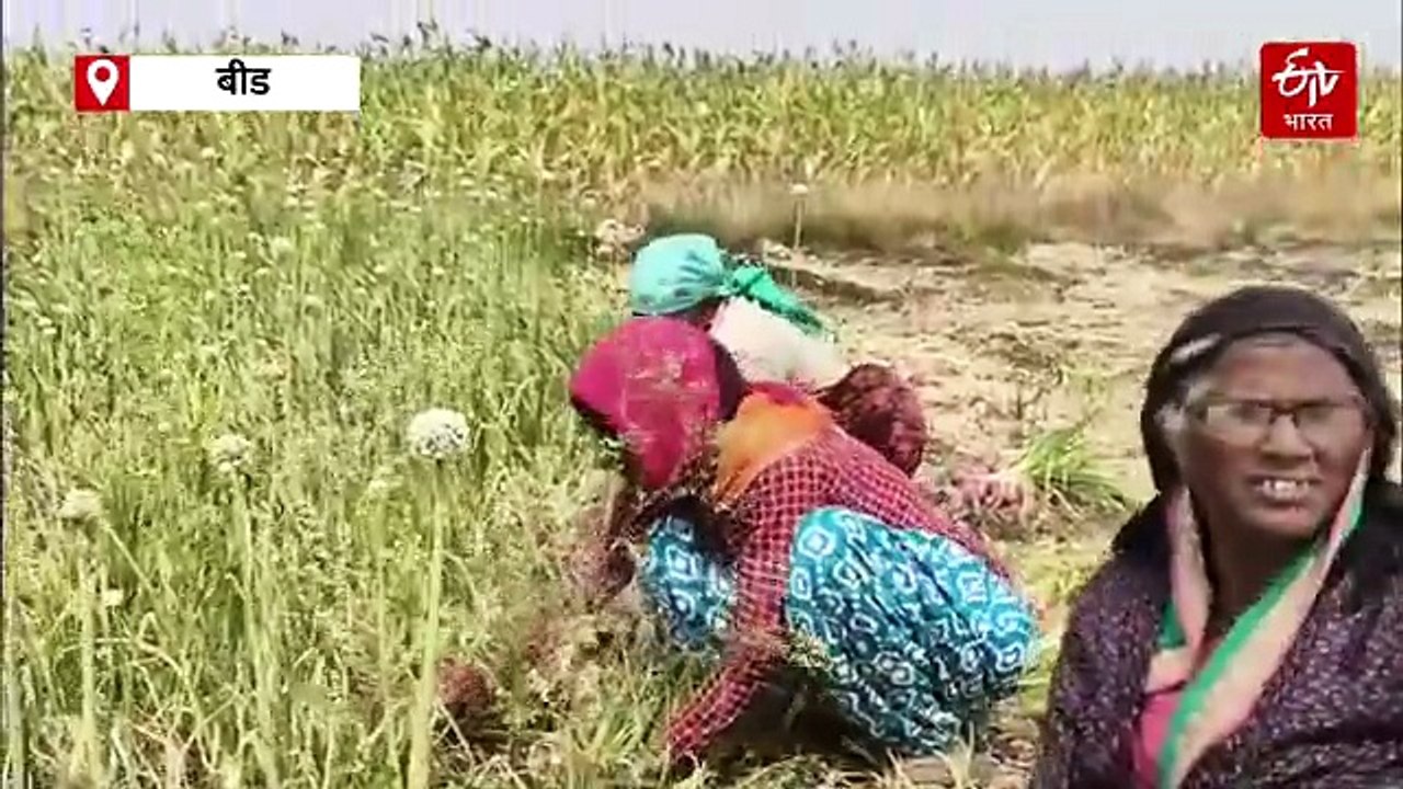 कांद्याचा वांदा! शेतकऱ्याने चक्क कांद्यावर फिरवला रोटावेटर; कांद्याला भाव नसल्यानं शेतकरी हवालदिल