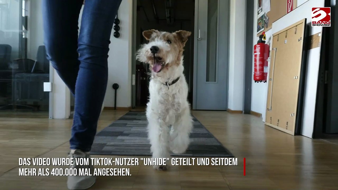 Rätsel gelöst? Darum folgen Hunde ihren Besitzern auf die Toilette