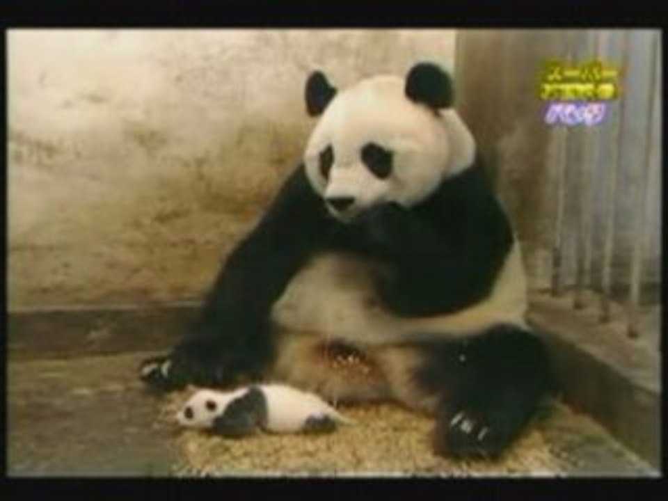 Baby Panda Sneezes