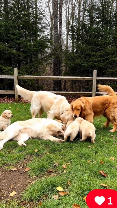 Dogs with Puppies #dog #kingdomofawais