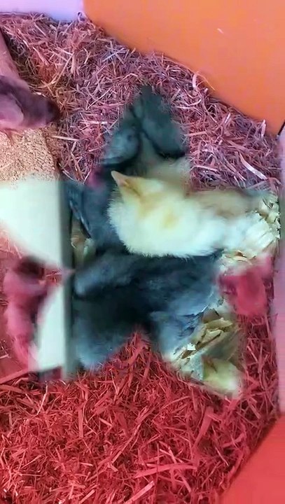 just some chicks hanging out in the brooder | #SparklegleamFarm #Chicken #farm #farmanimals #cute