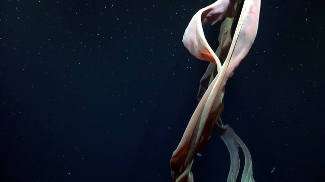 Stygiomedusa gigantea en el Mar Argentino captada por científicos del CONICET