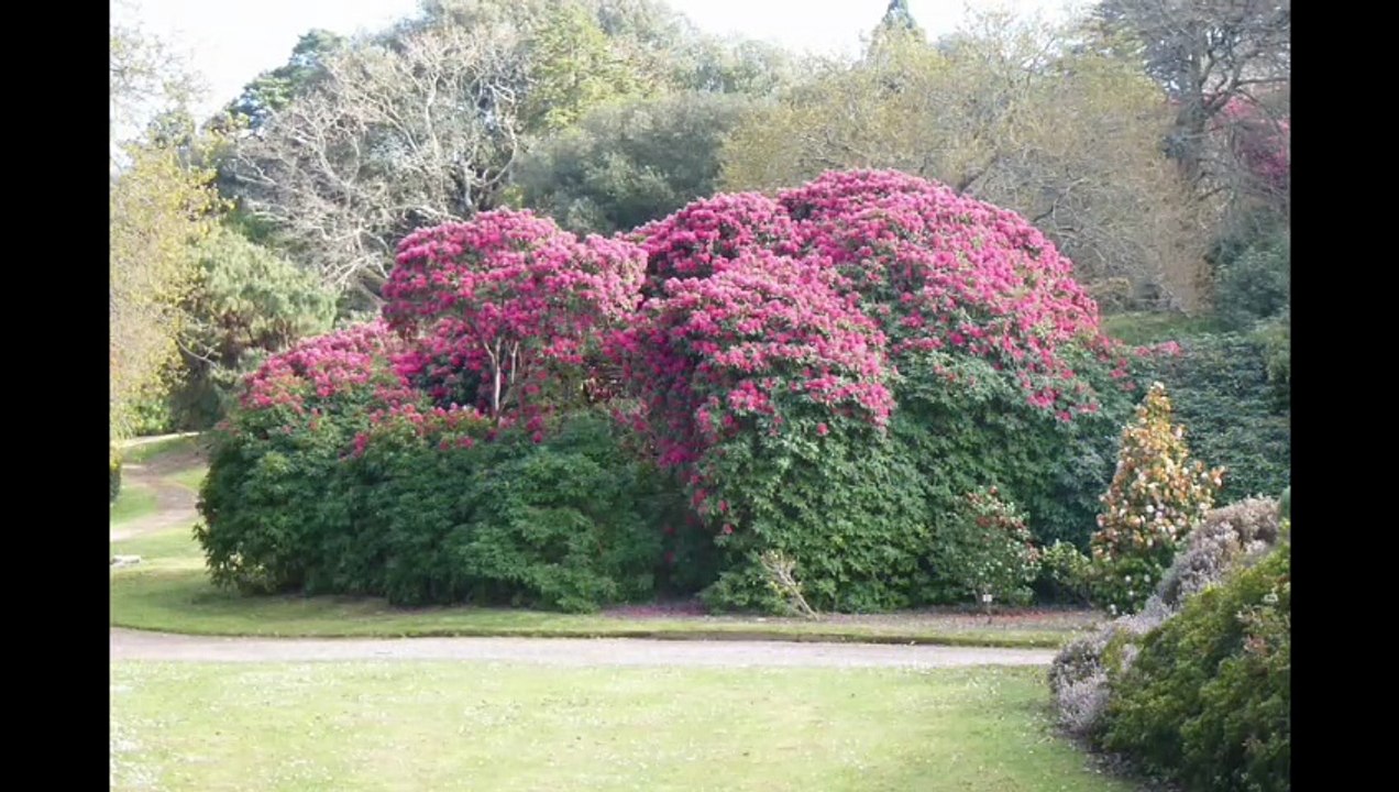 Cornwall Favourites - Mount Edgcumbe Country Park. By Andrew Townsend