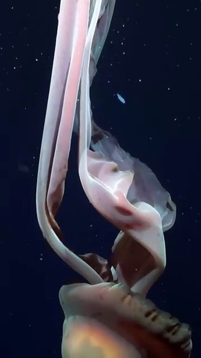 medusa gigante