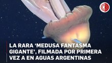 Medusa del tamaño de un autobús escolar es captada frente a las costas de Argentina